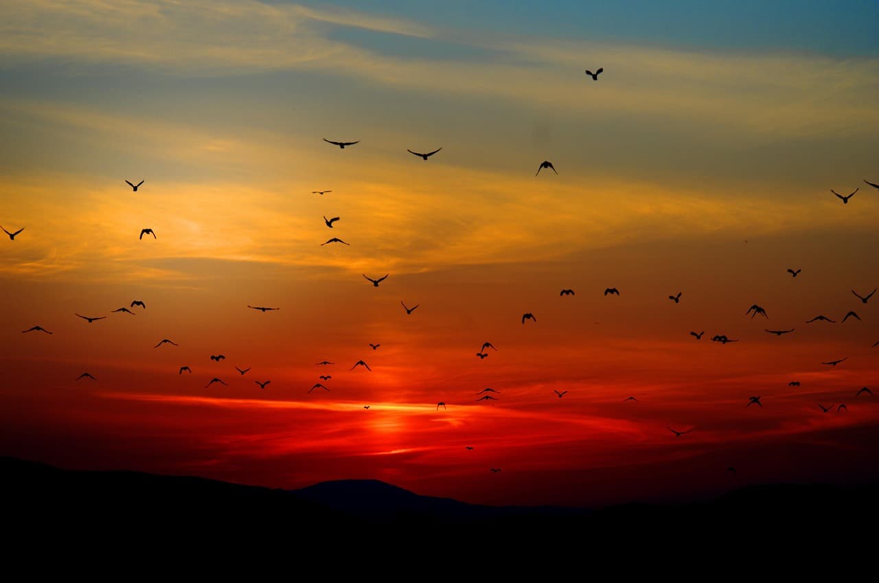 mountains, birds, silhouette, sunset, dusk, dawn, sunrise, mountain range, mountainous, flying, wildlife, nature, scenic, scenery, birds, sunset, sunset, sunset, sunset, sunset, sunrise, sunrise, nature, nature, nature, nature [pid:100367]