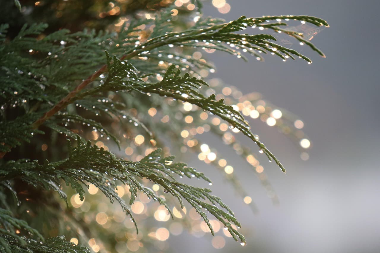 thuja, summer, drops, water, plant, light, bokeh, nature, iridescent [pid:4361821]