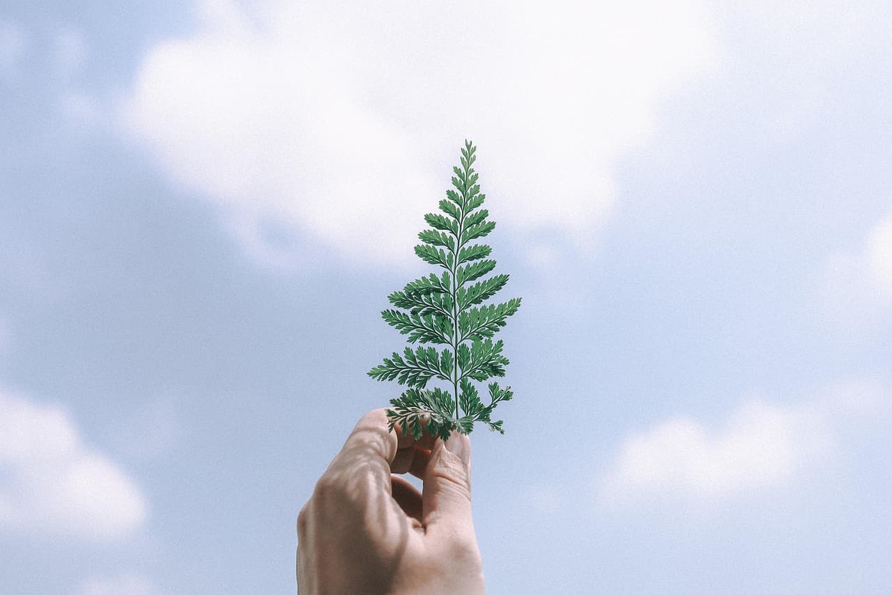 leaves, nature, tree, green, god, sky, cloud, blue sky, peaceful, blue, colour, art [pid:5080909]