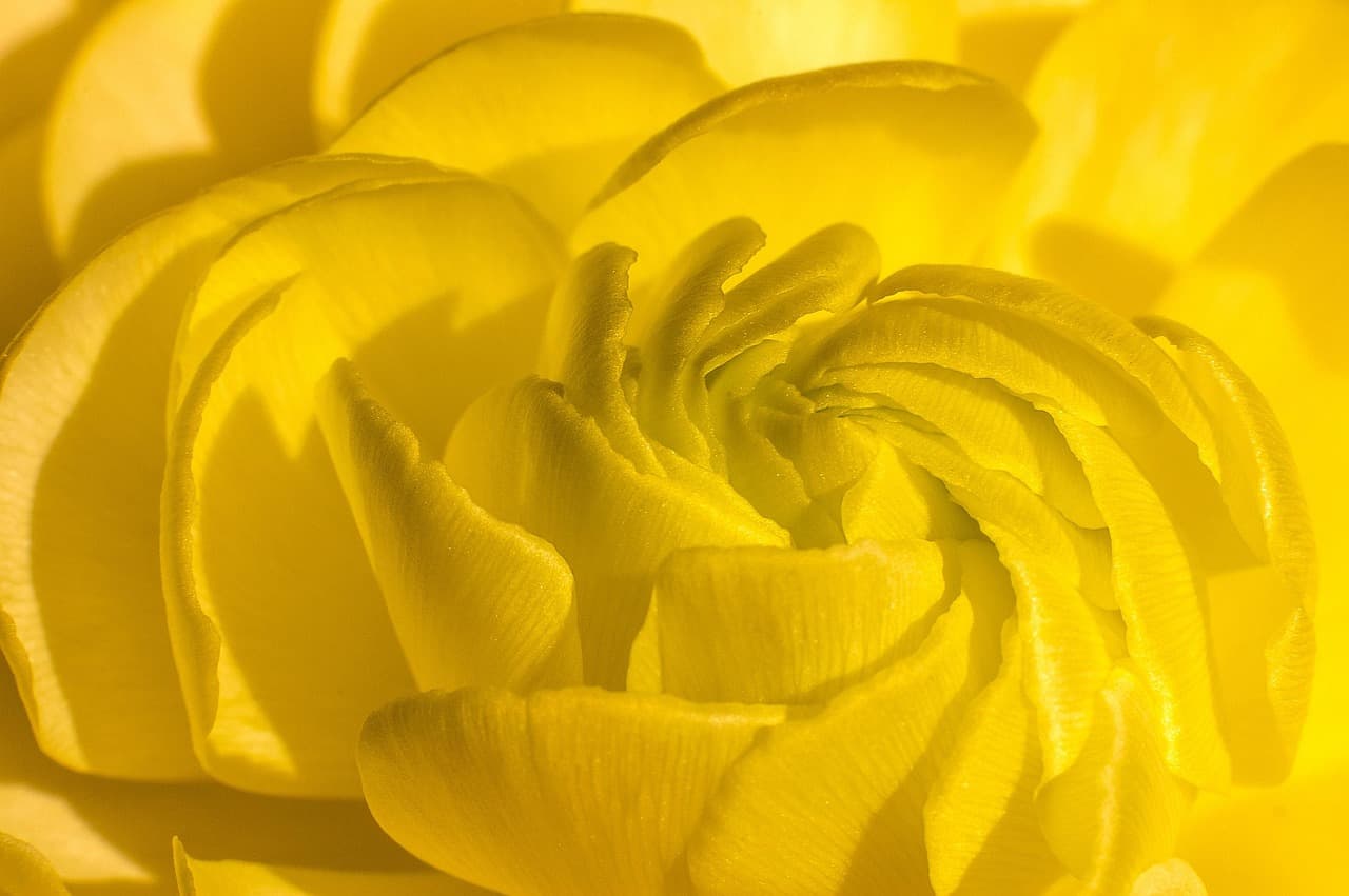 flower, flower background, petals, nature, flower wallpaper, bloom, beautiful flowers, yellow [pid:4750726][light]