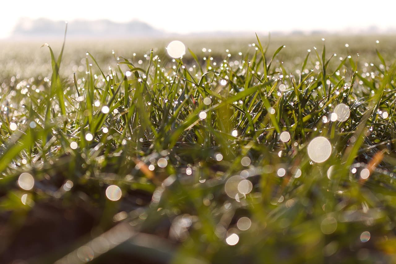 morning dew, dew, dewdrop, blade of grass, in the morning, field, sunshine, nature, grass, meadow, spring, close up [pid:5009170][dark]