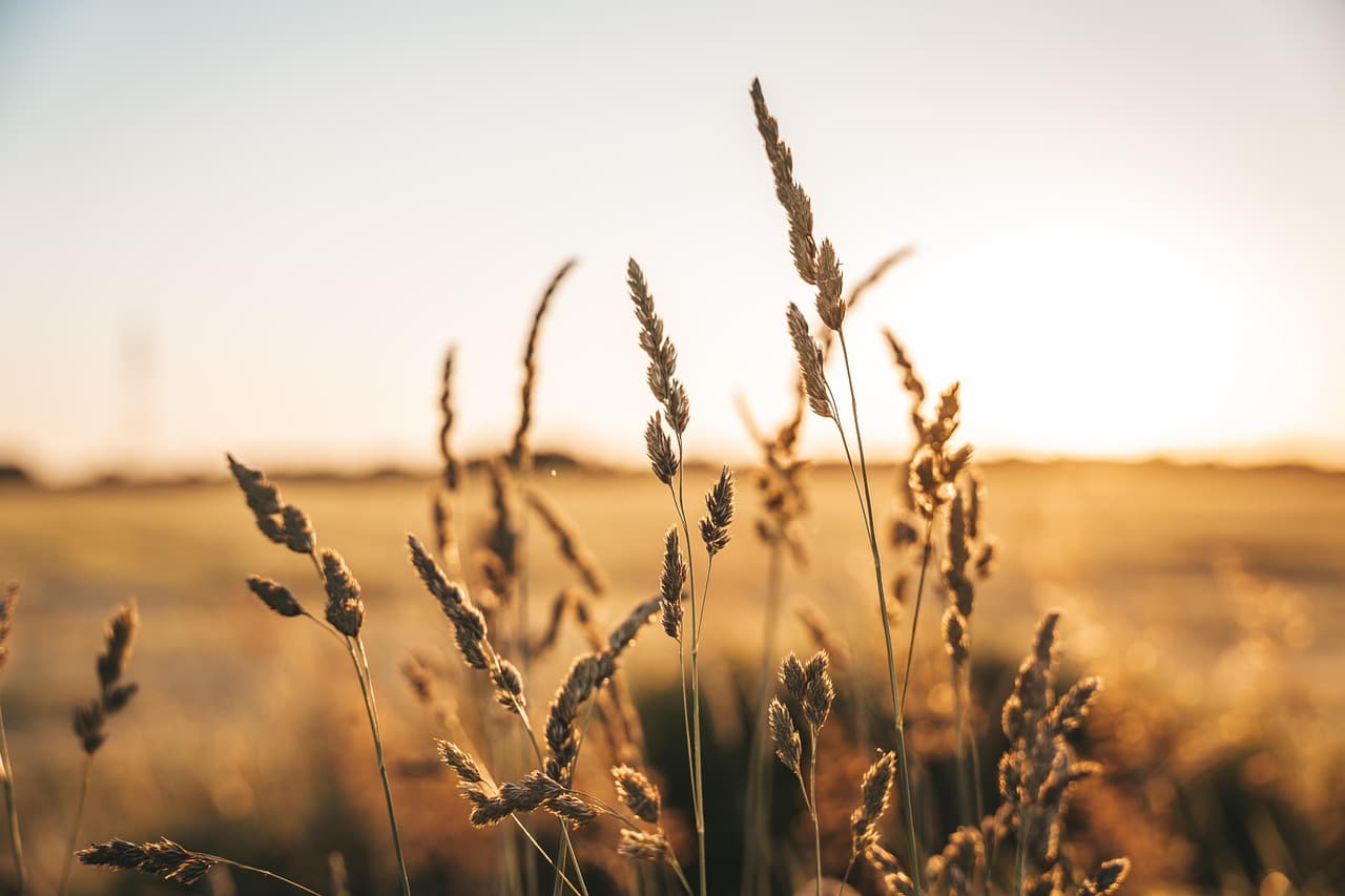 grain, agriculture, golden, sunset, light reflection, bokeh, light, nature, wheat, grain, sunset, wheat, wheat, wheat, wheat, wheat [pid:7288138]