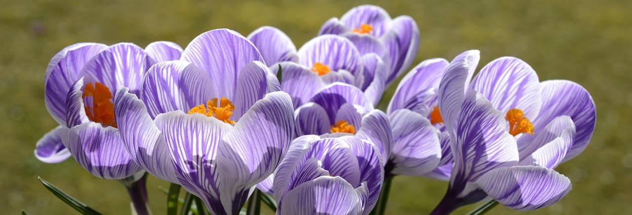 crocus, flower, flower background, beautiful flowers, spring, nature, spring flower, blossom, bloom, purple, early bloomer, plant, purple flower, harbinger of spring, flower wallpaper, beginning of spring [pid:2139773]