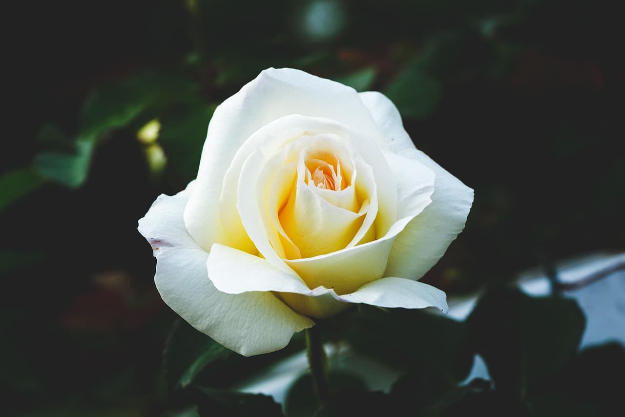 rose, flower wallpaper, flower, beautiful flowers, flower background, plant, petals, bloom, garden, nature, passion, rose flower, beautiful [pid:8006850][dark]