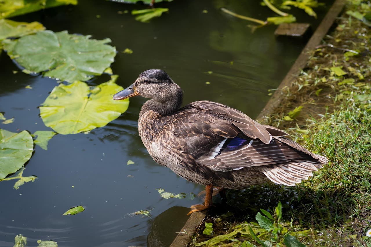 duck, mallard, nature, lake, pond, waterbird, waterfowl, bird, anatidae, ornithology, park, water lilies, duck background, duck wallpaper [pid:8297668][dark]
