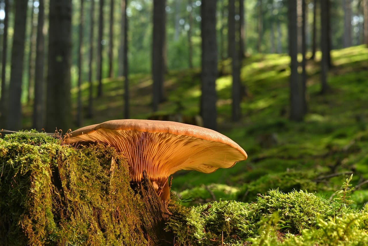 mushroom, tree stump, moss, forest floor, summer, nature, summer, summer, summer, summer, summer [pid:8215265][dark]