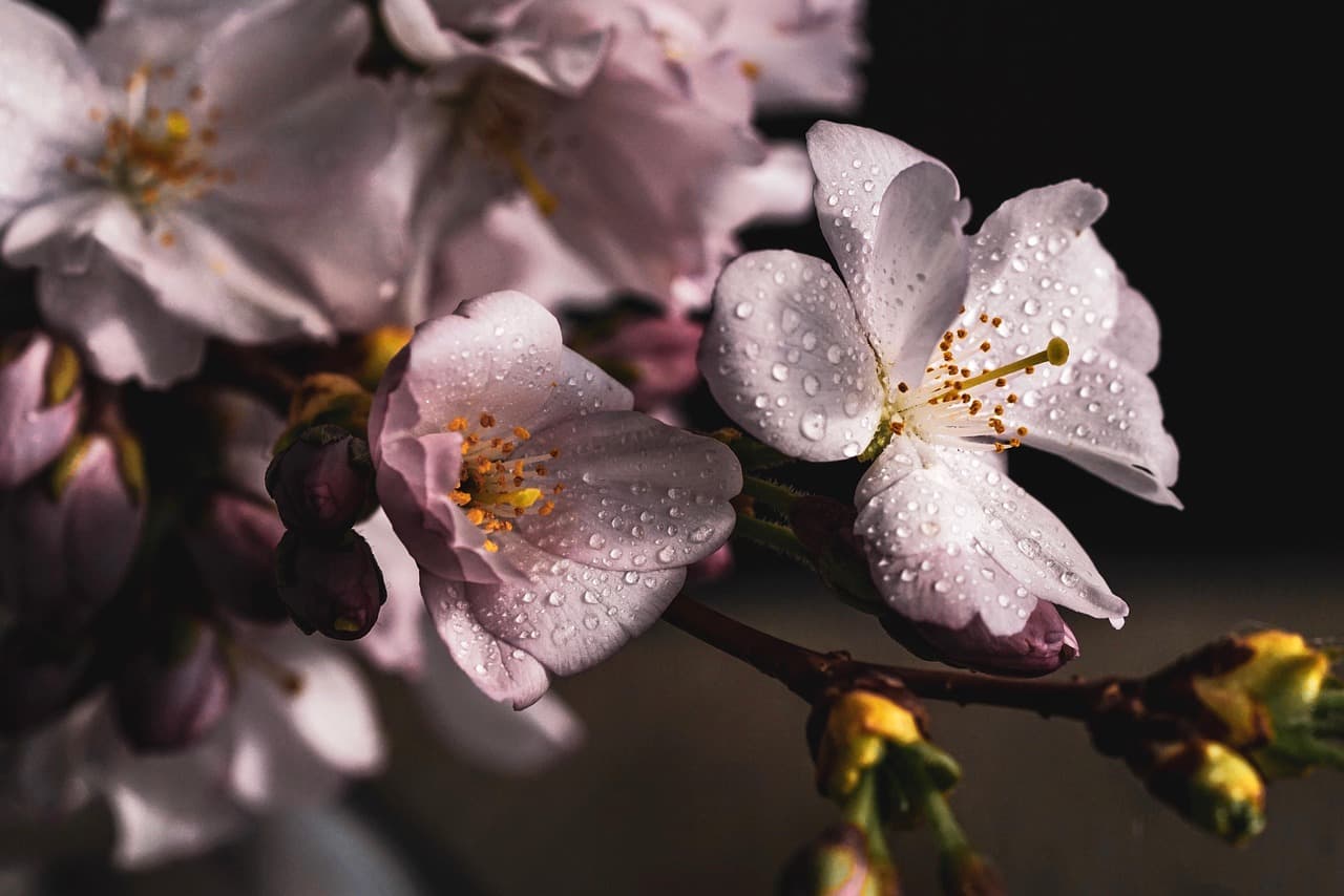 sakura, flowers, cherry blossoms, white petals, petals, bloom, blossom, flower wallpaper, beautiful flowers, flora, flower background, spring flowers, nature, close up [pid:4077043][dark]