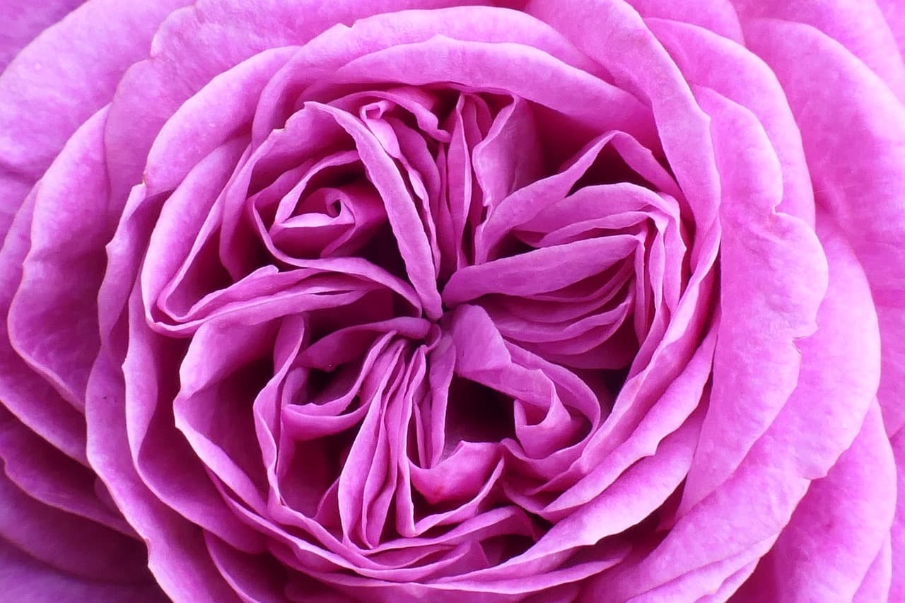 rose, flower, plant, beautiful flowers, petals, bloom, flower wallpaper, blossom, pink flower, fragrance, rose flower, garden, summer, flower background, nature [pid:8072535][dark]