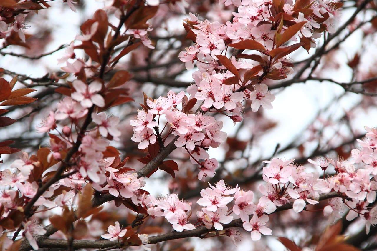japanese cherry blossom, flowers, tree, branches, blossom, beautiful flowers, cherry blossoms, bloom, pink flowers, sakura, flora, sakura tree, spring, flower background, spring season, petals, flower buds, pink petals, flower wallpaper, nature, pink [pid:2276402][light]