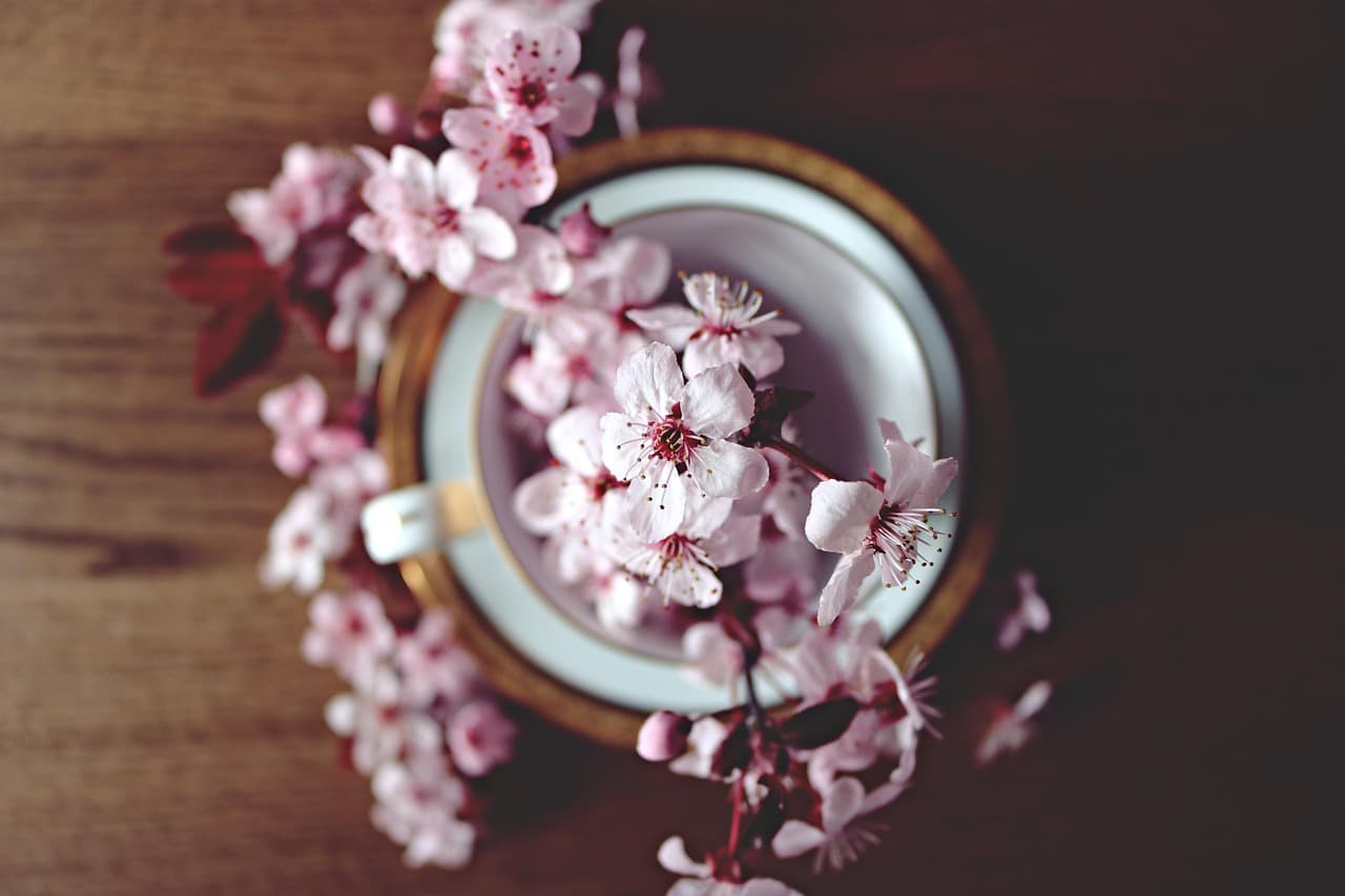 spring, cherry, bloom, blossom, nature, tree, branch, flower, blooming, hd wallpaper, floral, beautiful flowers, pink, garden, season, teacup, cup, table, flower background, tumblr wallpaper, flower wallpaper [pid:2174750][dark]