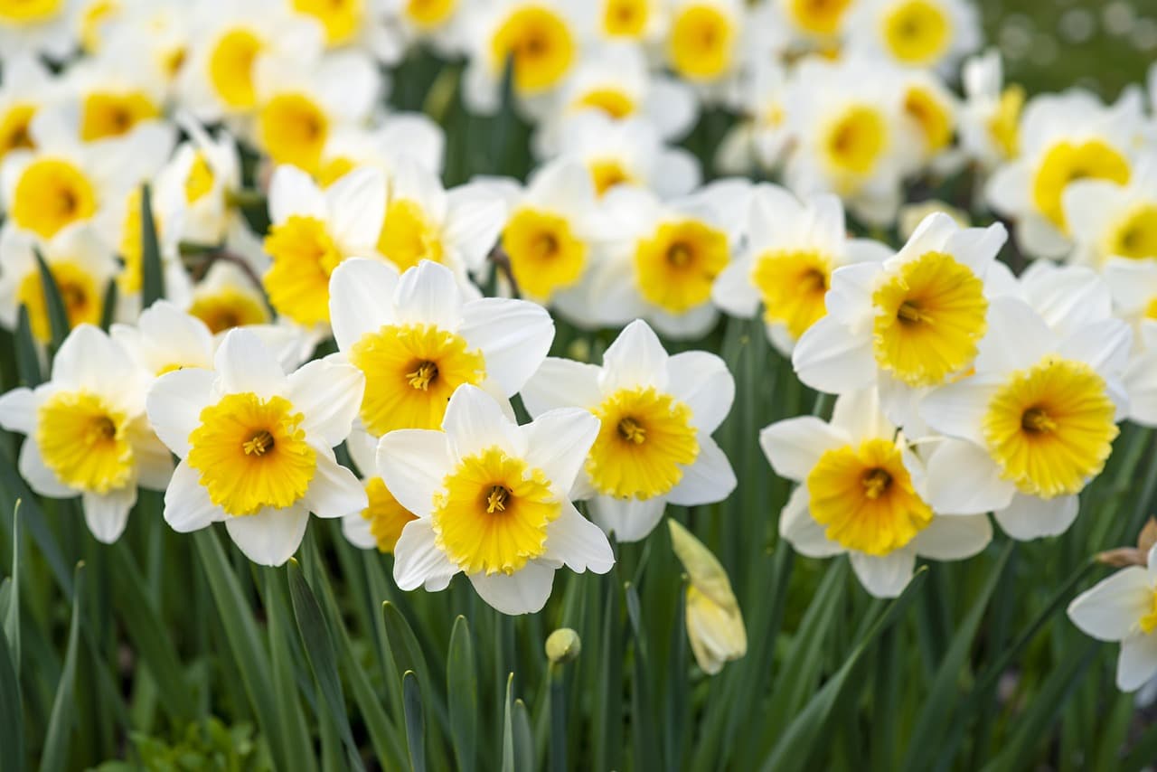 spring flowers, white-and-yellow, blossoms, spring flowers, spring flowers, spring flowers, spring flowers, spring flowers [pid:5094462][light]