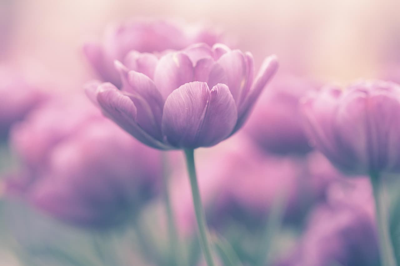 tulip, flower, tulips, spring, flower wallpaper, beautiful flowers, nature, pink, garden, bloom, floral, flower background, happy, samyang, fujifilmx, pink nature, pink spring, pink flower, pink happy, pink garden, pink gardening, pink natural, pink happiness [pid:4155890][light]