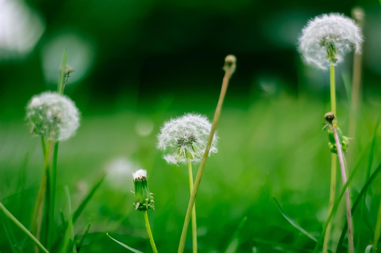 green, nature, land, grass, bright, environment, earth, landscape, summer, lawn, light, season, outdoors, blurry, bokeh, green earth, green light, green bokeh, green lights [pid:1796010][dark]