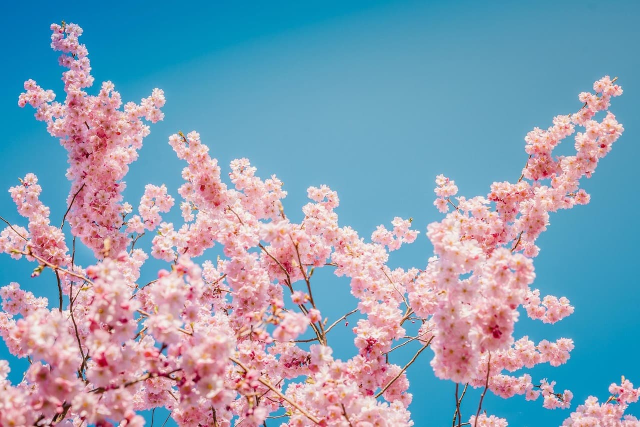 sakura, flowers, cherry blossoms, pink petals, petals, beautiful flowers, flower background, hd wallpaper, blossom, nature, bloom, flora, close up, flower wallpaper [pid:3293045][light]