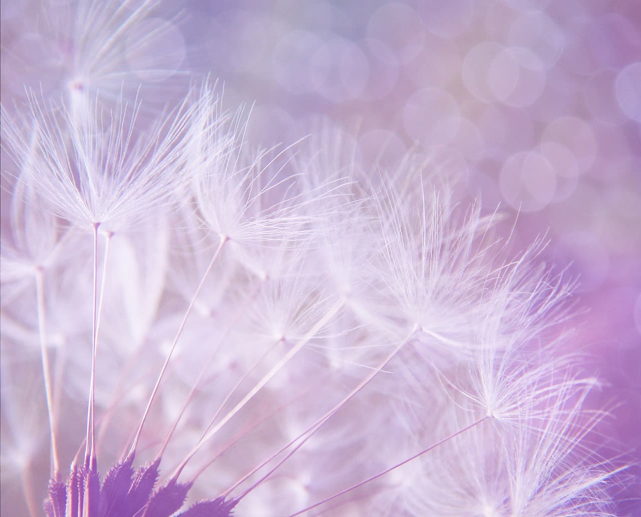 dandelion, abstract, purple, background, flower wallpaper, bokeh, lights, nature, puff, beautiful flowers, hd wallpaper, fluff, fluffy, wallpaper hd, weed, cool backgrounds, flower background, flower, pretty, wallpaper, beautiful wallpaper, full hd wallpaper, desktop backgrounds, paper, free image, bokeh lights, floral background, free wallpaper, soft focus, dandelion puff, dandelion fluff, mac wallpaper, delicate, 4k wallpaper, lilac background, lilac flower, lilac paper, lilac abstract, 4k wallpaper 1920x1080, lilac light, lilac wallpaper, lilac bokeh, windows wallpaper, laptop wallpaper, free background, lilac focus, wallpaper 4k, lilac lights [pid:923221][light]
