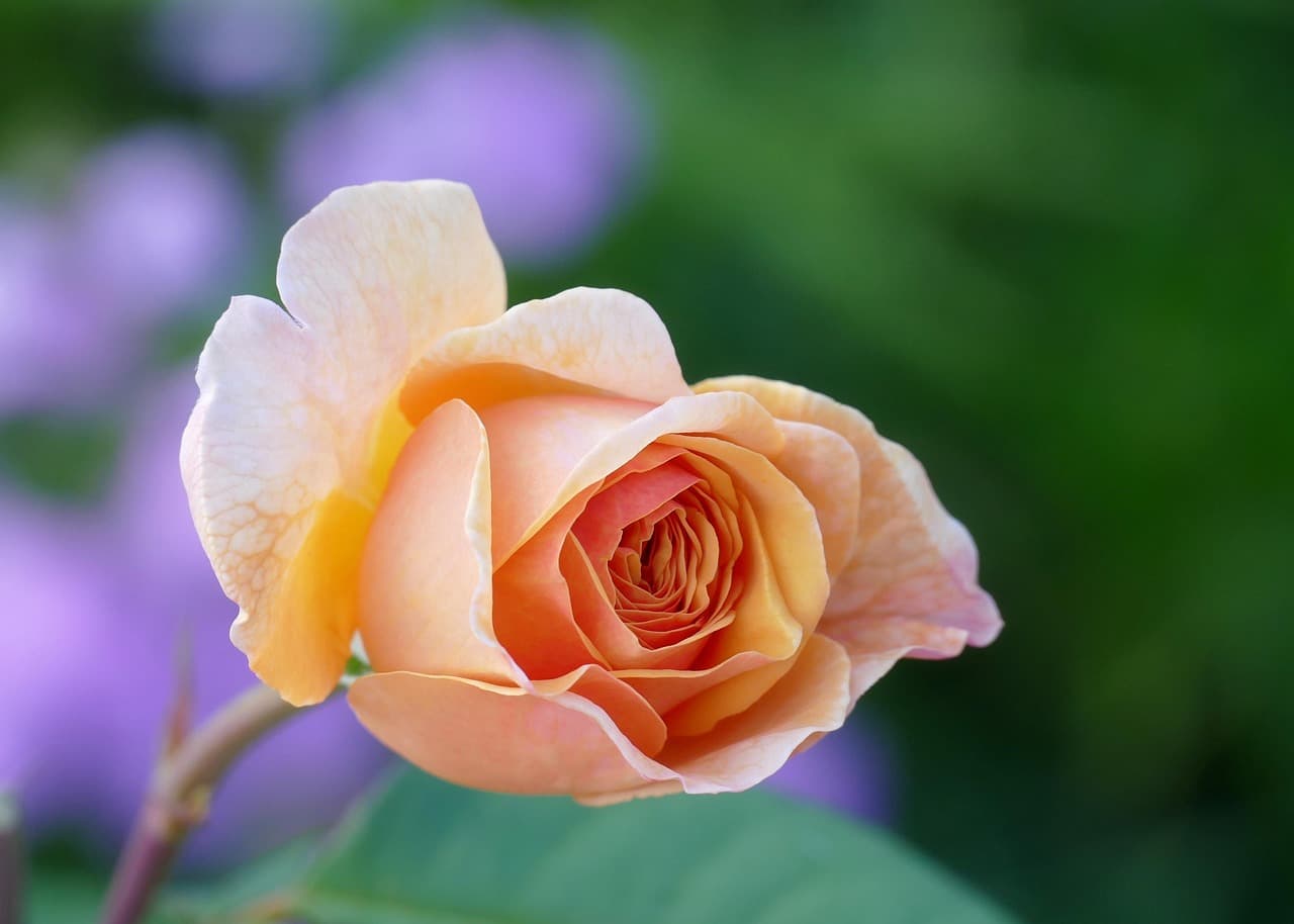 rose, free background, rose flower, wallpaper 4k, flower, wallpaper hd, flower background, 4k wallpaper, blossom, hd wallpaper, desktop backgrounds, 4k wallpaper 1920x1080, windows wallpaper, cool backgrounds, bloom, floral background, nature, floral, background, free wallpaper, laptop wallpaper, beautiful wallpaper, mac wallpaper, flower wallpaper, beautiful flowers, full hd wallpaper, orange flower [pid:8175830][dark]