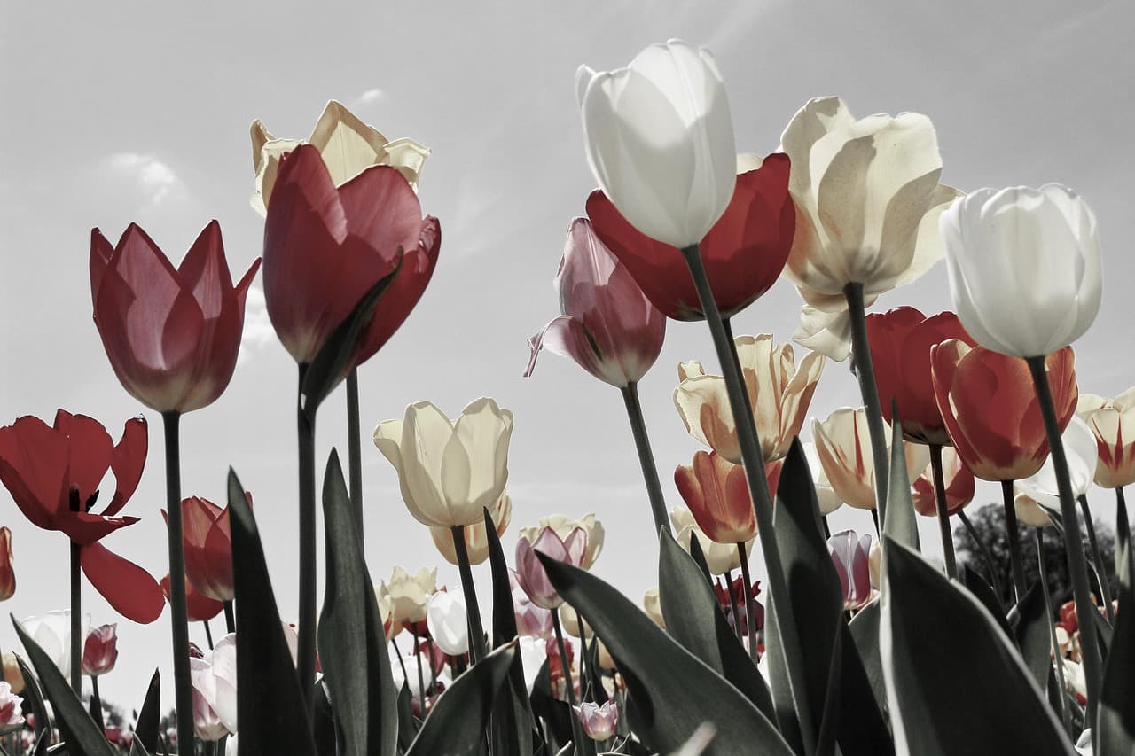 tulips, flower background, tulip field, tulip fields, spring, blossomed, tulip blossom, spring flower, field of flowers, colorful, bloom, dutch, beautiful flowers, multicoloured, flower, garden, tulip sea, nature, flower wallpaper, red [pid:2219201][light]