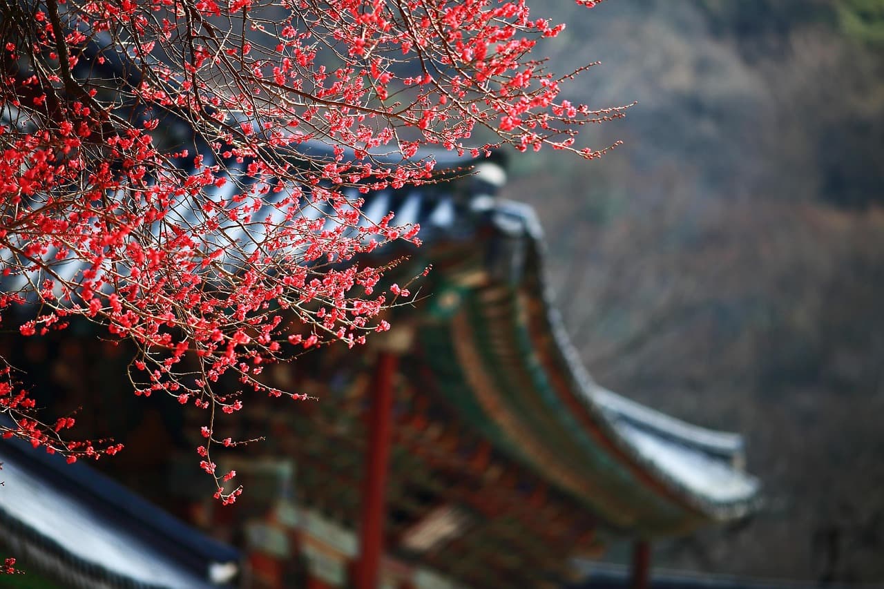 red plum, pink flower, spring flowers, blossom, korea, republic of korea [pid:4625194][dark]