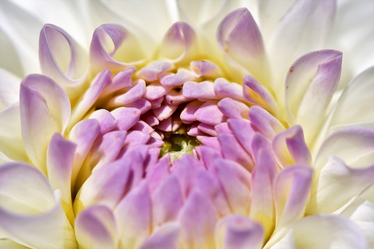 dahlia, flower, dahlia bloom, beautiful flowers, petals, flower wallpaper, flower background, dahlia petals, blossom, bloom, plant, flora, nature, close up [pid:3524115][light]