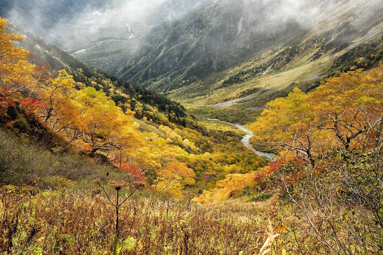 natural, nature, autumn, yellow leaves, autumnal leaves, mountain, valley, forest, meadow, subalpine zone, japanese alps, japan [pid:6693234][light]