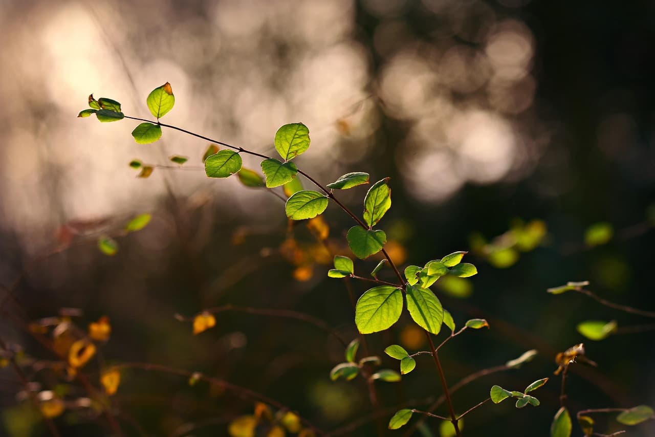 twig, leaf, foliage, bush, spring, back light, sunshine, nature, growth, environment, bokeh, brown spring, brown light, brown leaf, brown growth, brown sunshine, brown leaves, brown bokeh, brown lights [pid:4007789][dark]
