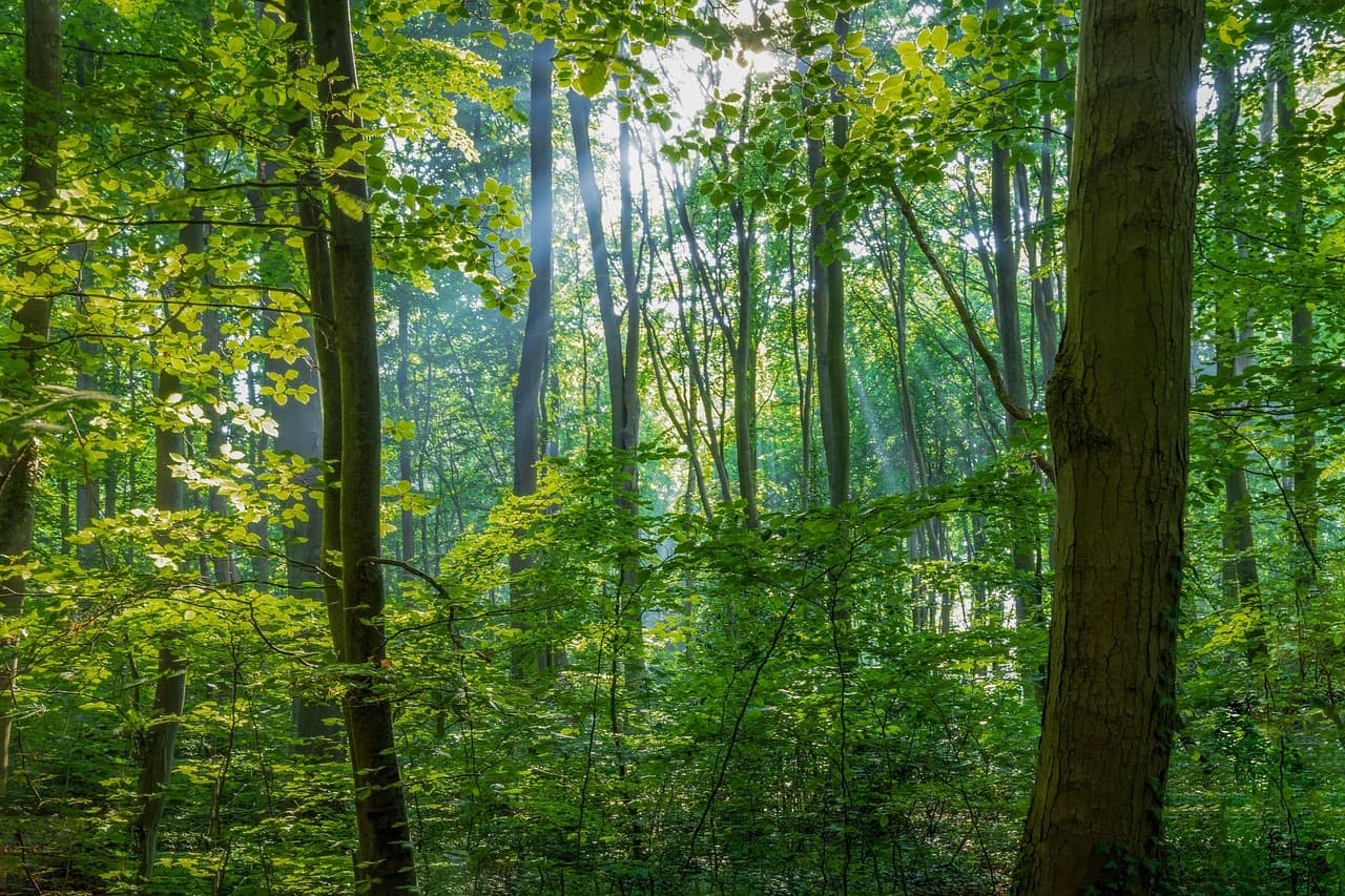 forest, nature, trees, landscape, fog, sunlight, woods, sunbeam, forest, forest, forest, forest, trees, trees, trees, trees, trees [pid:8173529][dark]