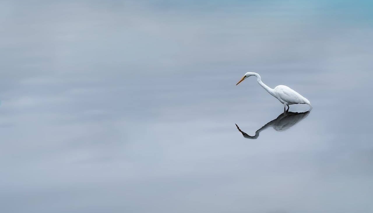 water, nature, reflection, liquid, bird, wildlife, avian, animal [pid:9939988][light]