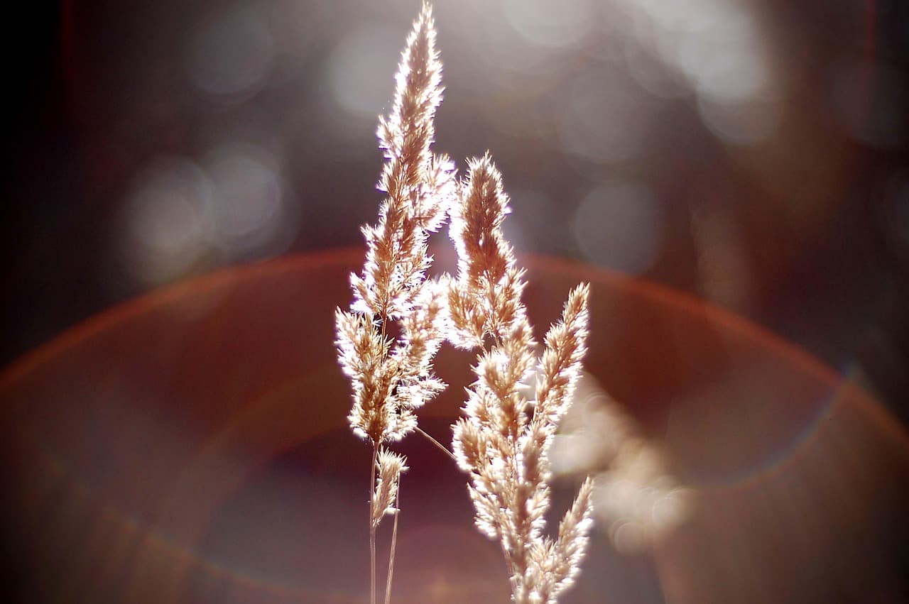 nature, bokeh, blur, light, shine [pid:743472][dark]