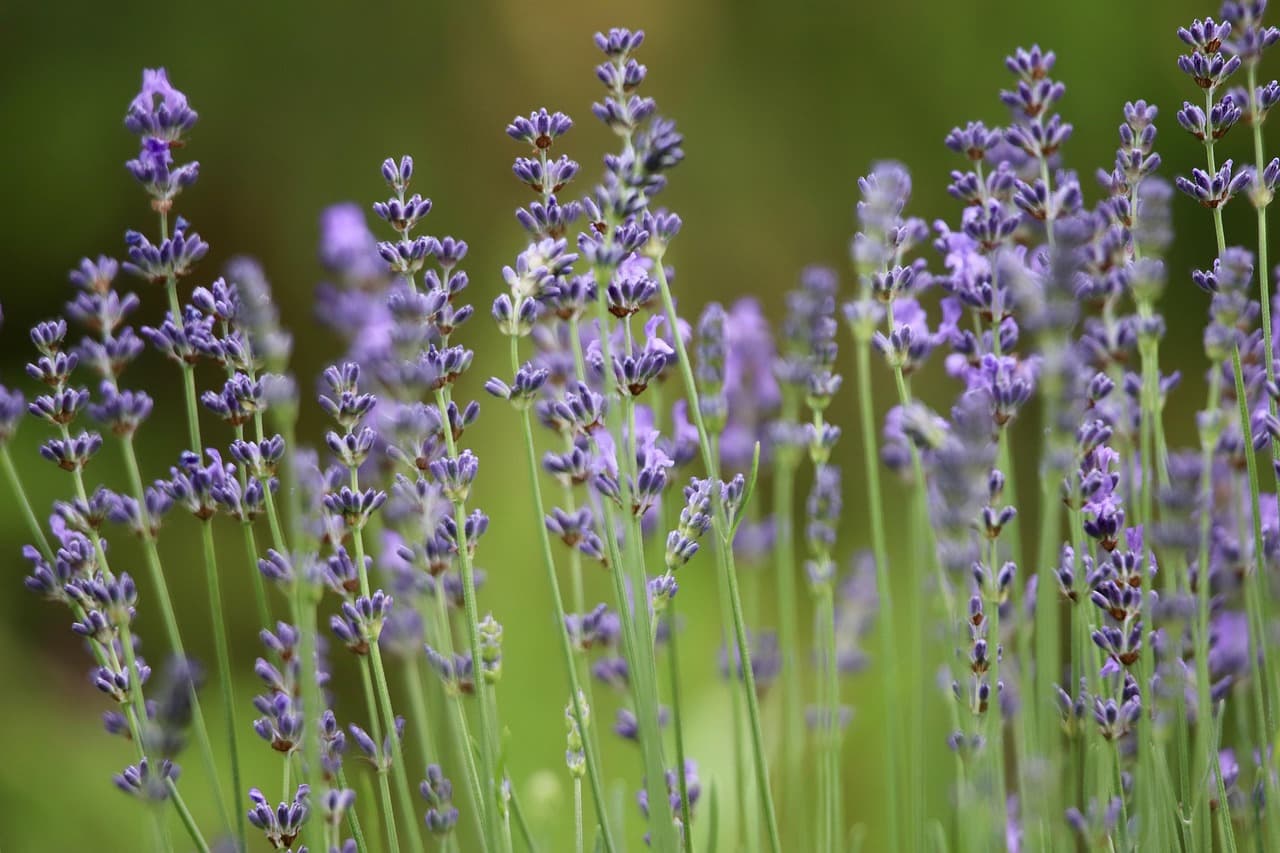 lavender, lavender flowers, lavender field, inflorescences, purple flowers, medicinal herb, fragrance [pid:8876052][dark]