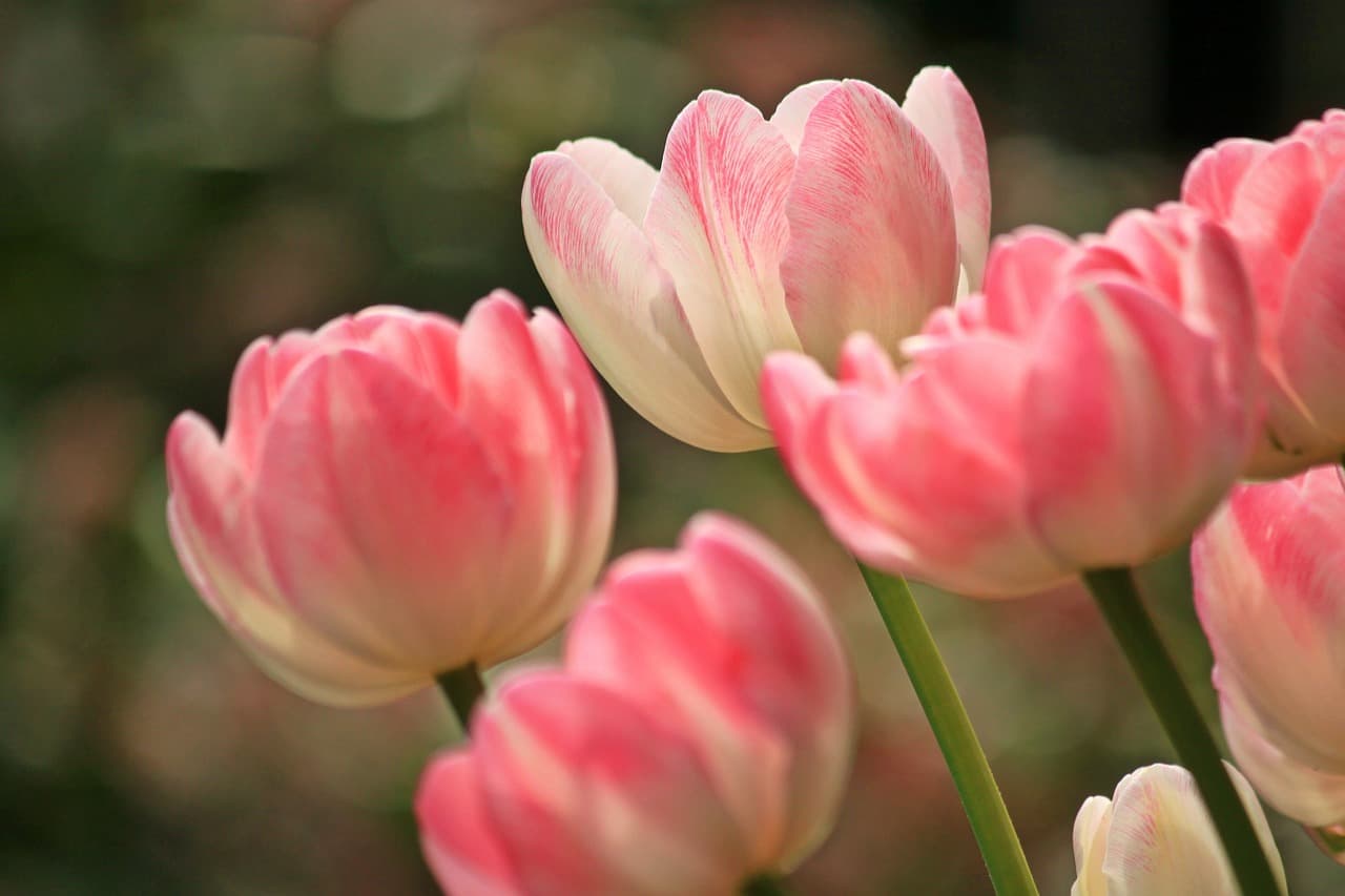 tulips, flower background, flowers, pink, pink flowers, pink tulips, beautiful flowers, petals, pink petals, bloom, blossom, flora, floriculture, horticulture, flower wallpaper, botany, nature, plants, spring, close up, spring flowers [pid:1134103][dark]
