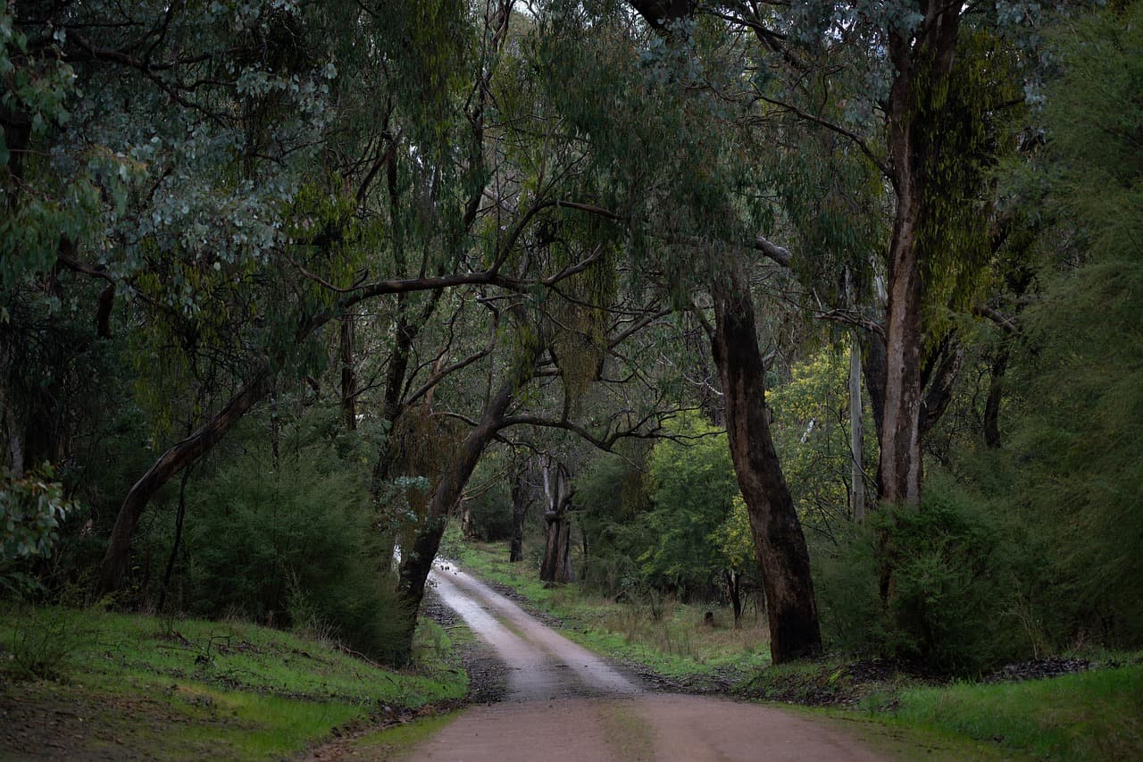 road, forest, countryside, bush, landscape, path, nature, woods, trees, australia, australian bush, dirt road, dusk, gumtrees, wilderness, country road, road, road, road, road, road, australia, country road [pid:8205773][dark]