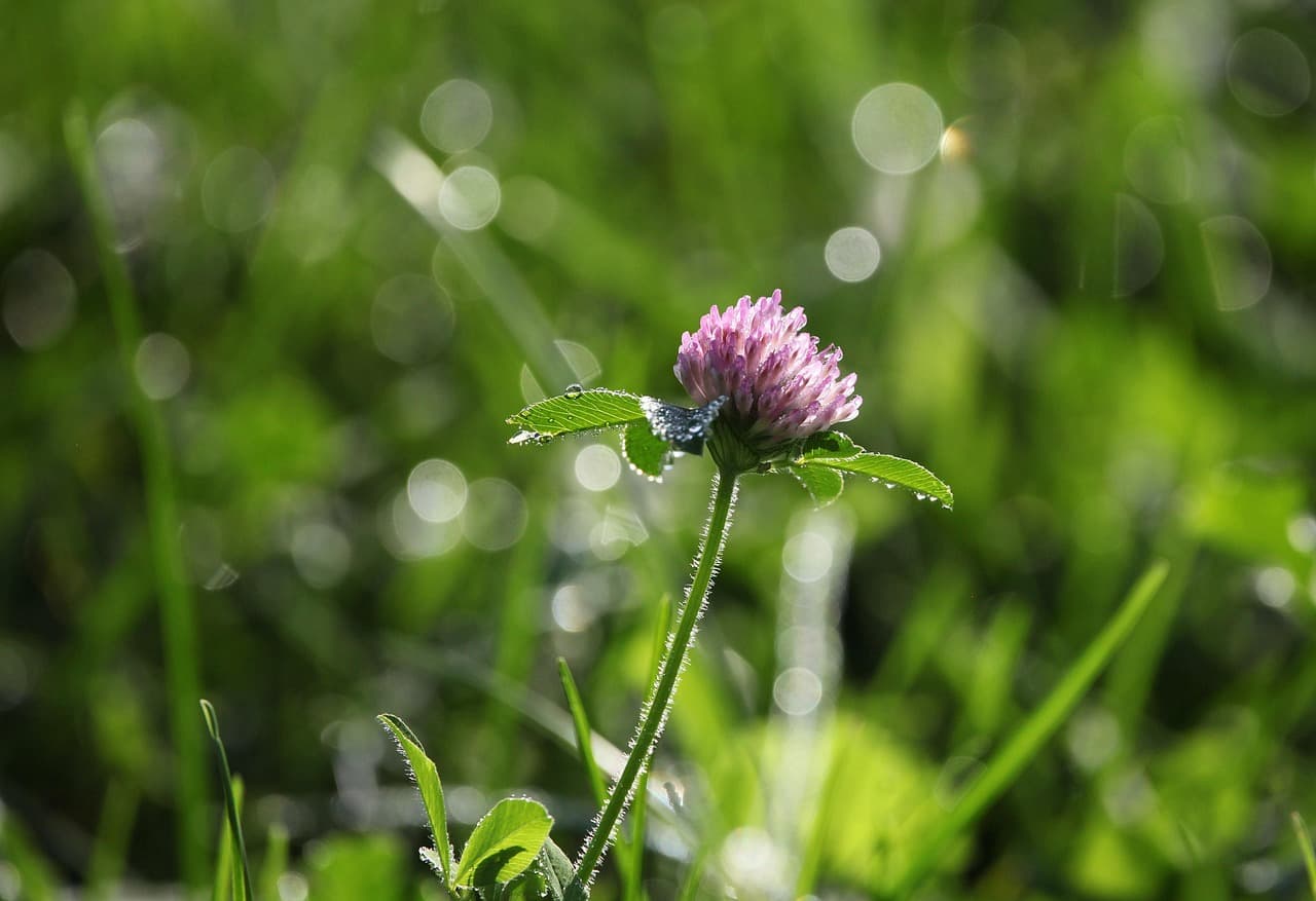 clover, purple clover, plant, nature, dew, morning, light, sparkle, bokeh [pid:8404527][dark]