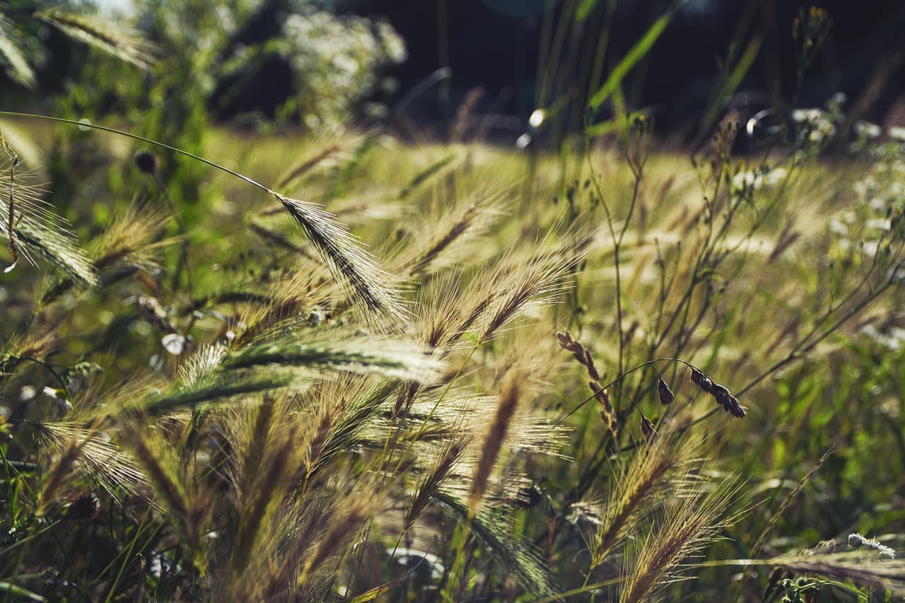field, summer, meadow, nature, grain, sunshine, wheat, barley, grass, rural, spike [pid:5337412][dark]