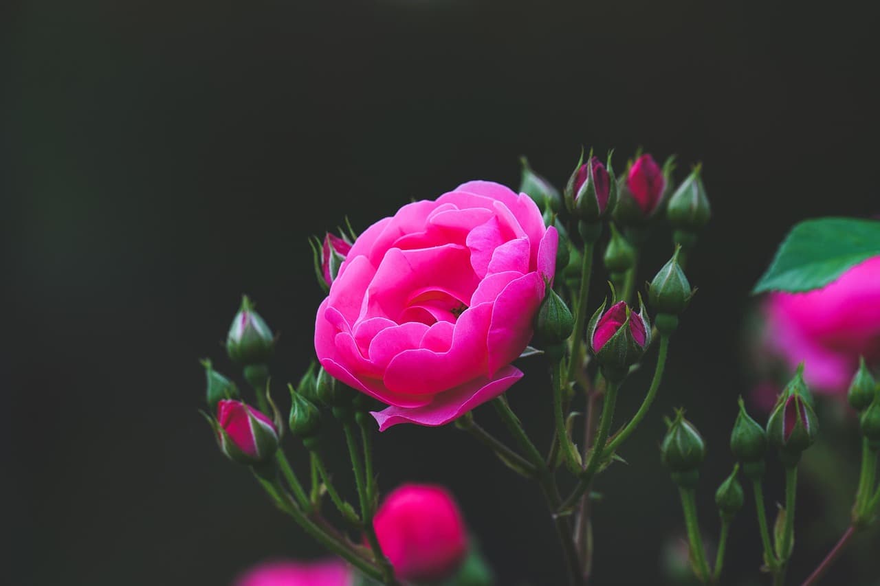 rose, flower, plant, pink rose, flower background, pink flower, petals, bloom, rose flower, flower wallpaper, beautiful flowers, garden, nature, passion, beautiful [pid:8006847][dark]