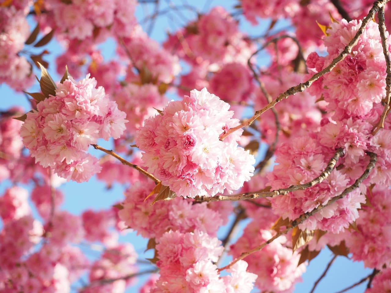 cherry blossom, flowers, branches, pink flowers, cherry tree, tree, ornamental plant, plant, bloom, flower background, blossom, beautiful flowers, japanese cherry, spring, prunus serrulata, flower wallpaper, japanese cherry tree, oriental cherry, nature, closeup [pid:1260646][light]