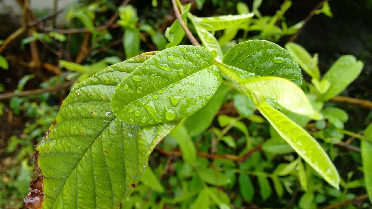 nature, after rain, rain, drop, water, plant, guava leaf, the raindrops, leaf, green, window, raindrop, wet, guava leaf, guava leaf, guava leaf, guava leaf, guava leaf [pid:1126872][dark]