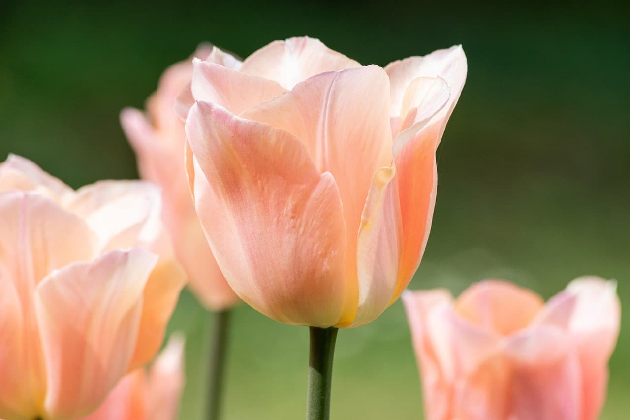 tulip, flower, plant, pink flower, flower wallpaper, petals, bloom, blossom, ornamental plant, spring, garden, flora, nature, orange, coral, beautiful flowers, flower background, pastel, green [pid:7842665][light]