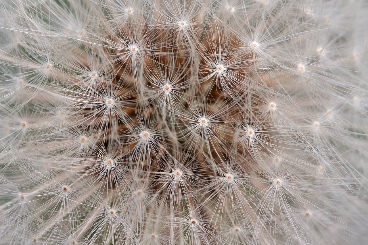 dandelion, flower wallpaper, flower, wildflower, closeup, macro, nature, blossom, bloom, plant, beautiful flowers, seeds, taraxacum, flower background, flora, spring [pid:9381266][light]