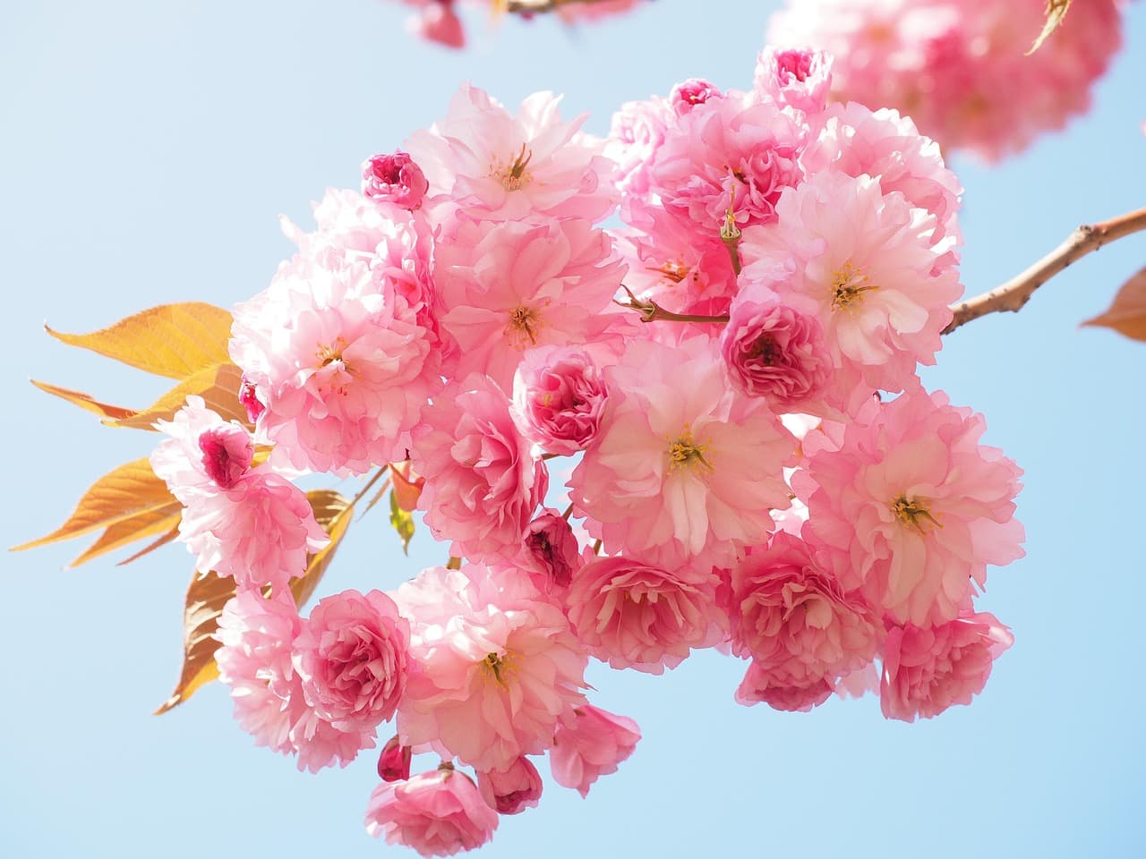 cherry blossom, japanese cherry, smell, blossom, bloom, japanese cherry blossom, ornamental cherry, spring, nature, pink, prunus serrulata, ornamental plant, oriental cherry, east asian cherry, grannenkirsche, prunus, roses, rosaceae, flowering branch, branch, tree, bud, yoshino cherry tree, cherry tree, japanese culture, japanese, tradition [pid:1260641][light]