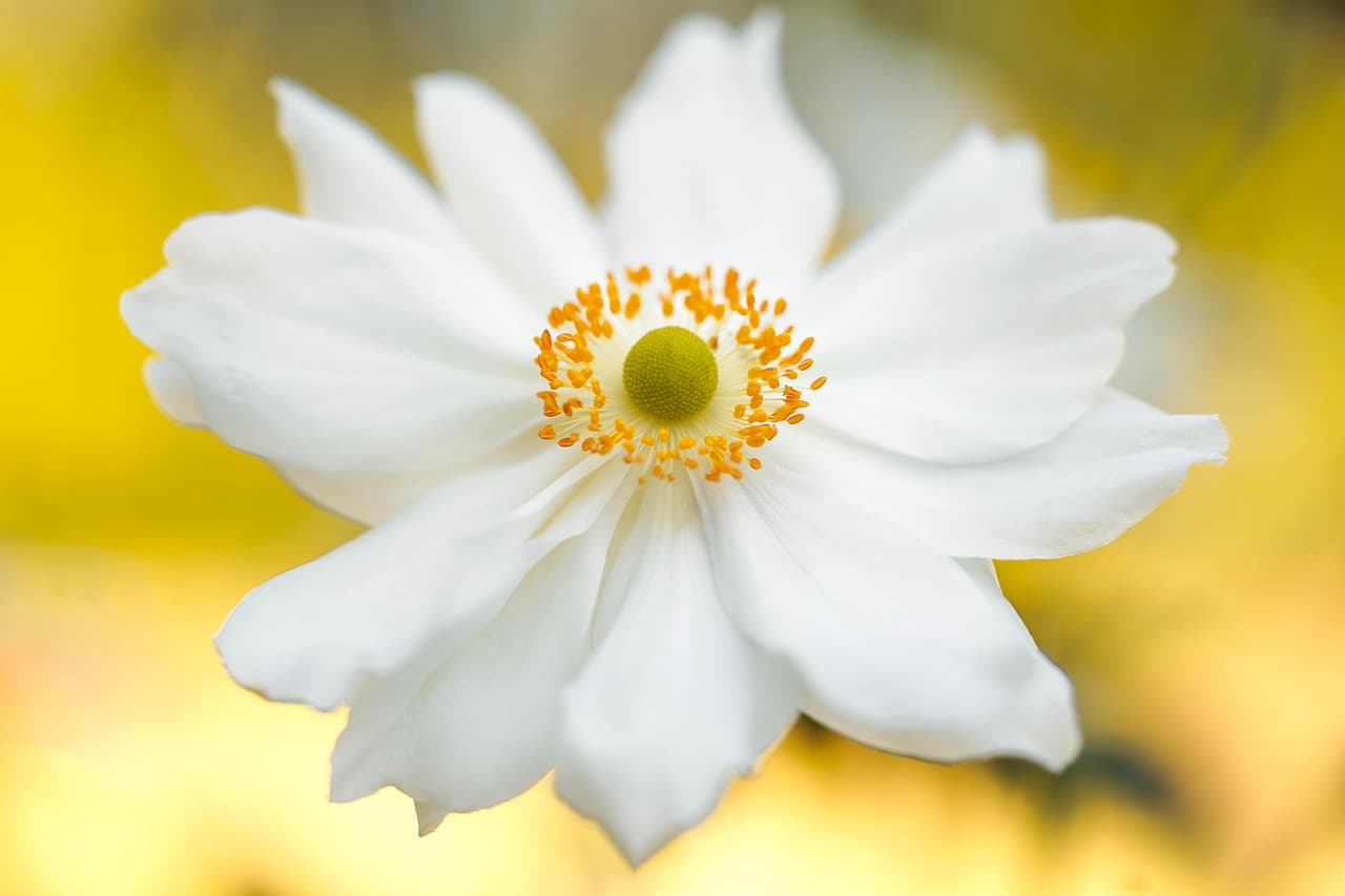 anemone, flower, white flower, petals, white petals, beautiful flowers, blossom, bloom, flora, flower background, flower wallpaper, plant, garden, nature, bokeh, close up [pid:6665274][light]