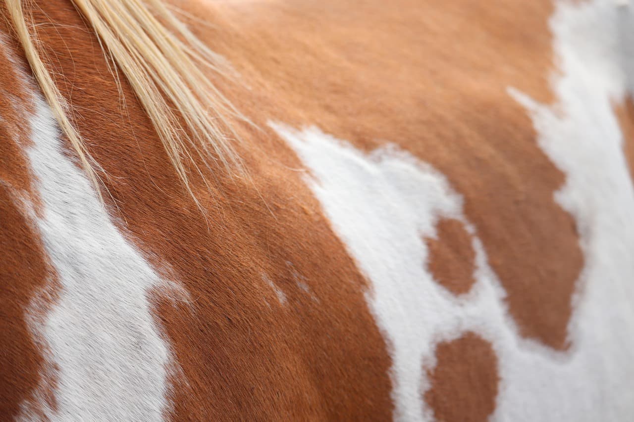 horse, coat, animal, equine, tan, pattern, nature, paint, texture, brown animals, brown texture, brown horse, brown painting, brown pattern, brown paint [pid:5053333][light]