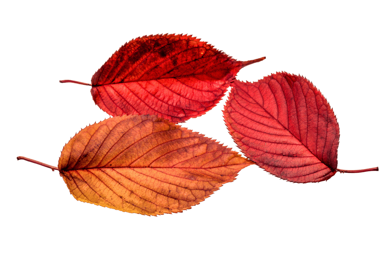 fall, leaves, nature, leaf, transparent, autumn color, multicoloured, leaves in the autumn, golden autumn, isolated, golden october, autumn leaves [pid:1768383][dark]
