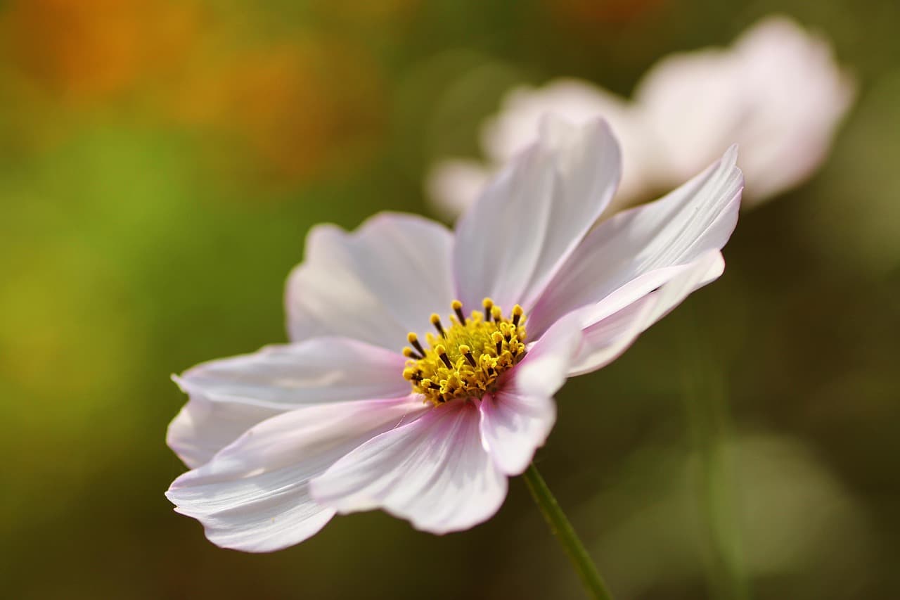 flower, flower background, cosmos, bloom, blossom, flower wallpaper, petals, macro, plant, beautiful flowers, botany, cosmea, nature, flora, garden, ornamental plant, close up [pid:4561676][dark]