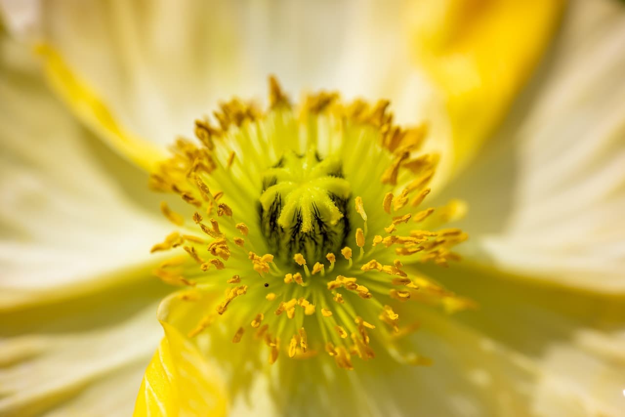 flower, botany, stamen, flower wallpaper, nature, beautiful flowers, petal, spring, corn poppy, flower background, macro photography, close up [pid:7092899][light]