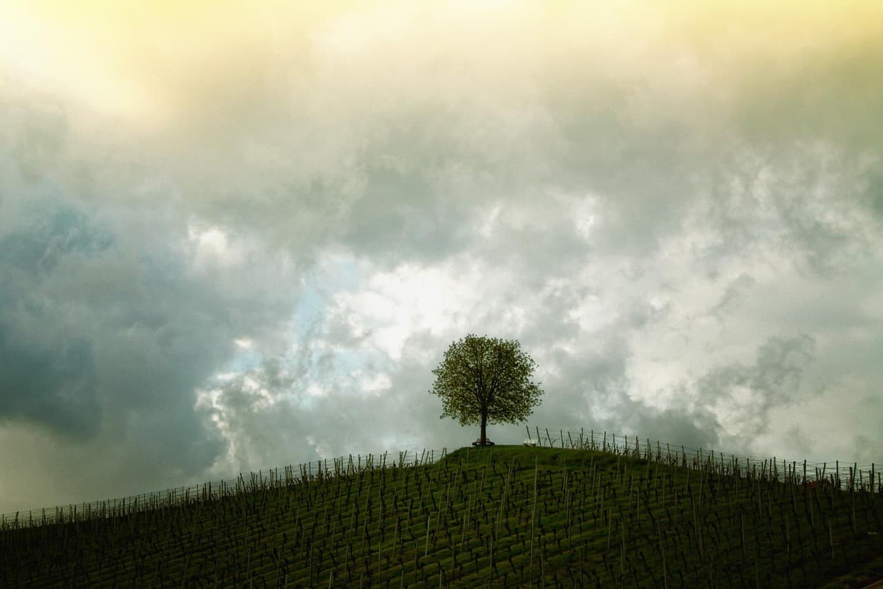tree, hill, vines, vineyard, nature, plantation, farmland, single tree, sky, clouds, landscape, agriculture, rural, countryside [pid:207584][light]