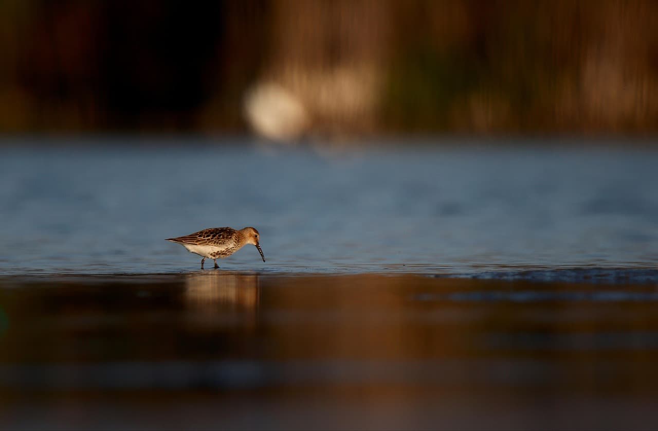 bird, hummingbird, animal, feathers, plumage, avian, wildlife, wild, wild animal, beak, lake, water, nature, hummingbird, hummingbird, hummingbird, hummingbird, hummingbird, animal, lake, nature, nature [pid:7466310][dark]