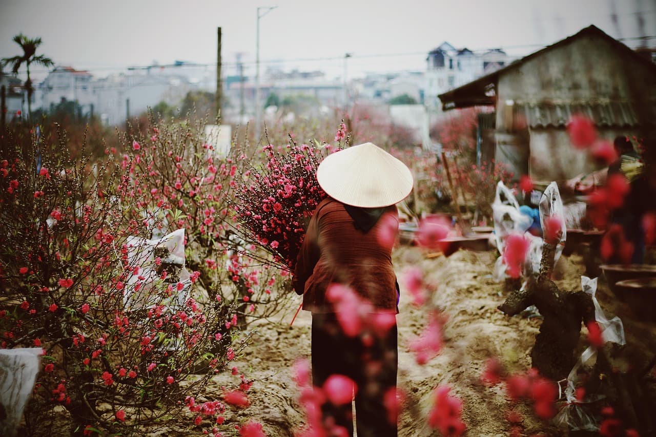 flowers, flower background, garden, spring, blossom, flower wallpaper, nature, hanoi, beautiful flowers, vietnam [pid:8062135][dark]