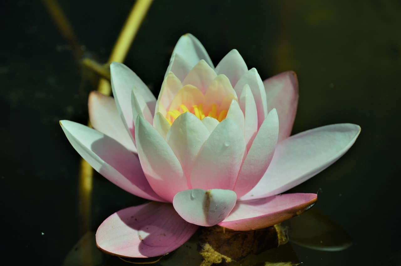 flower, water, plant, nature, spring, garden, summer, natural, blossom, beautiful flowers, fresh, floral, gardening, green, design, texture, bloom, flower background, color, watering, flower wallpaper, petal, botanical, leaf, grass, colorful, watercolor, can, drawing, care, happy, girl, white, purple, botanical garden, pink [pid:2710941][dark]