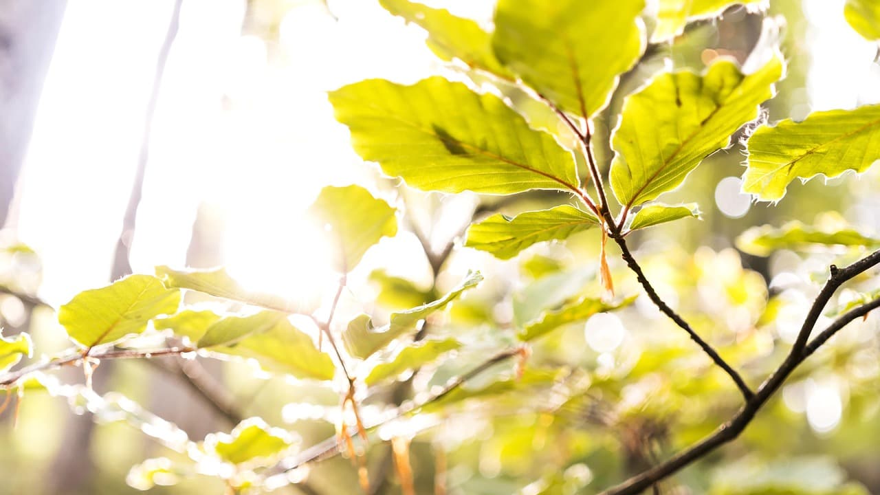 beech, leaves, branch, tree, forest, sun, light, plenty of natural light, nature, bokeh [pid:3447452][light]