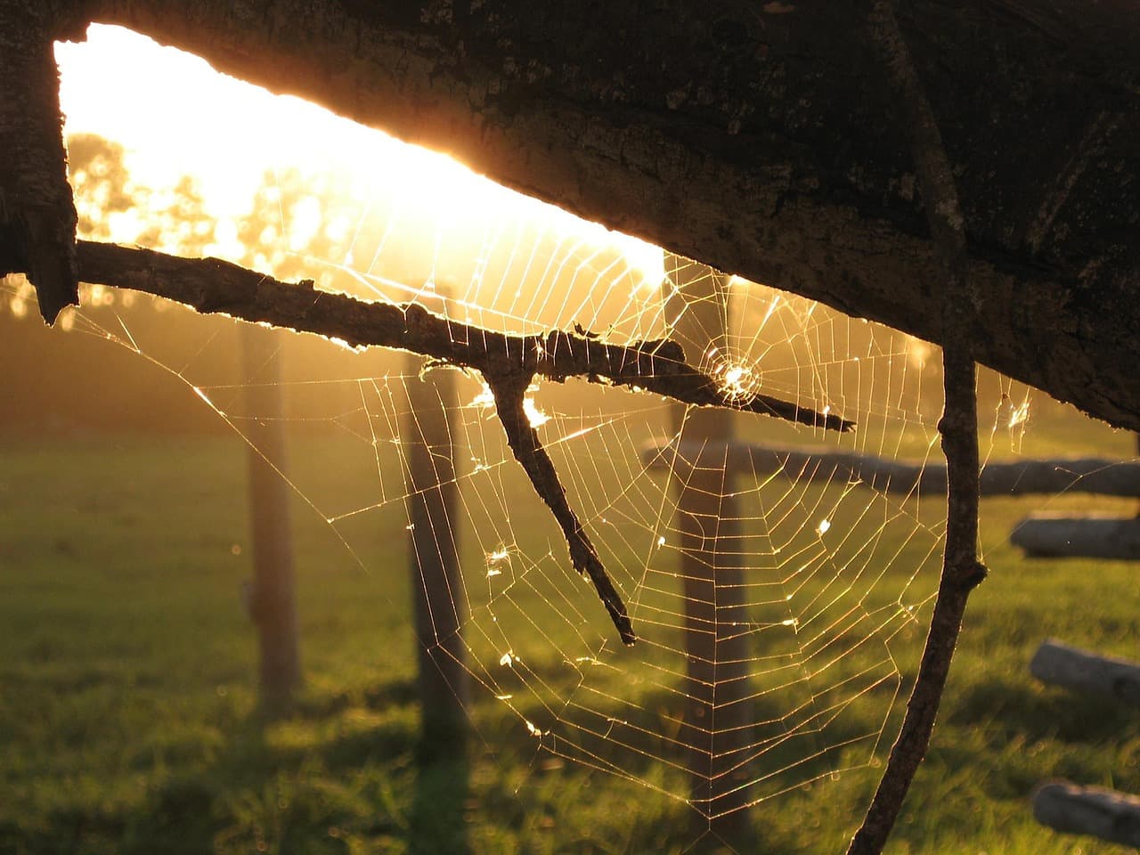 spiderweb, nature, sun, fairytale, cobweb, seasonal, autumn, natural, light, bokeh, brown bokeh [pid:635916][dark]